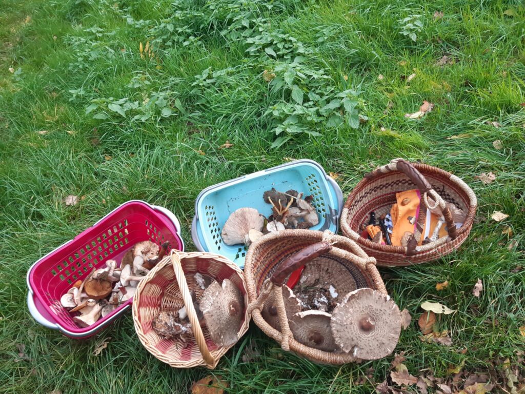 Erfolgreiche Pilzwanderung