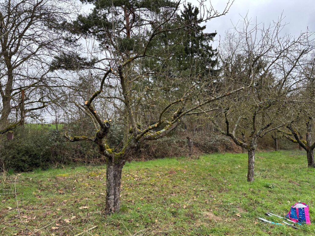 Winterschnitt Lehrgang