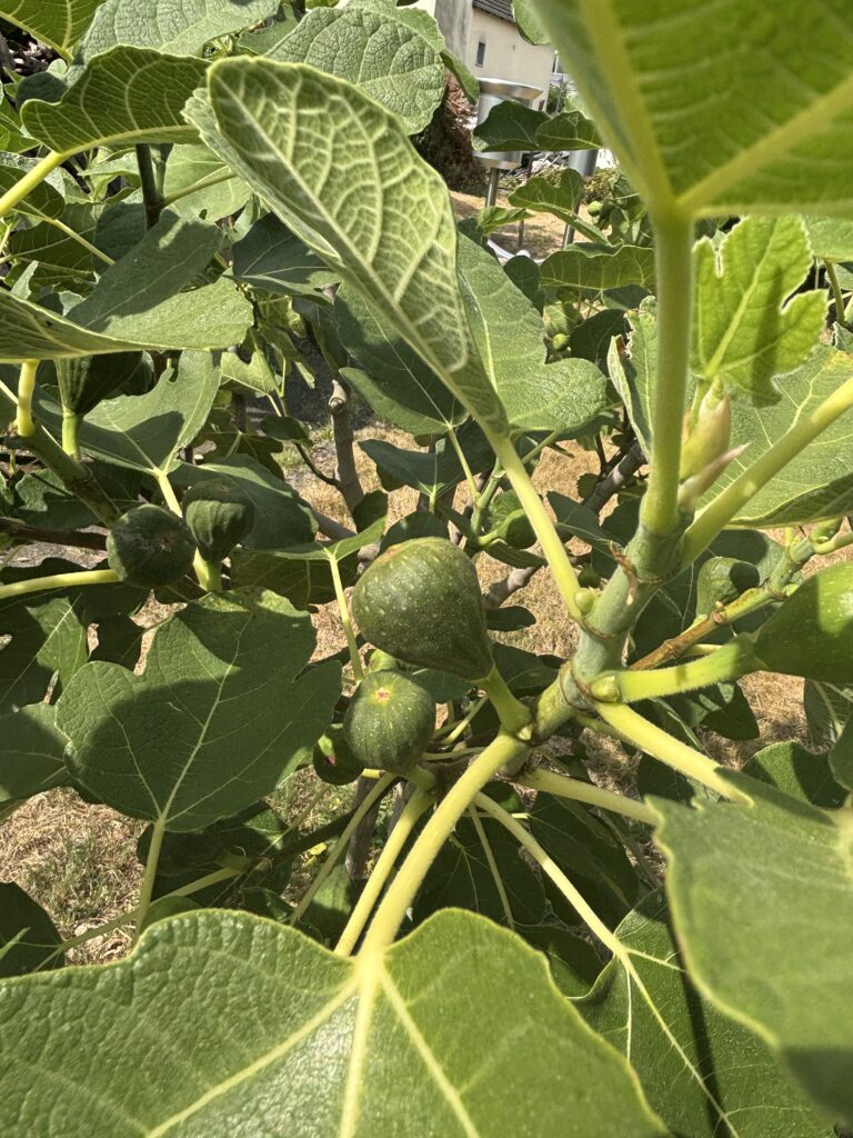 Hitze? Tipps für den Garten